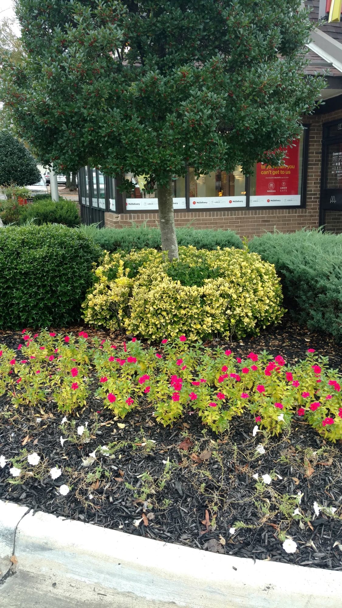 Pink and white flower bed in front of trimmed shrubs and an ornamental tree