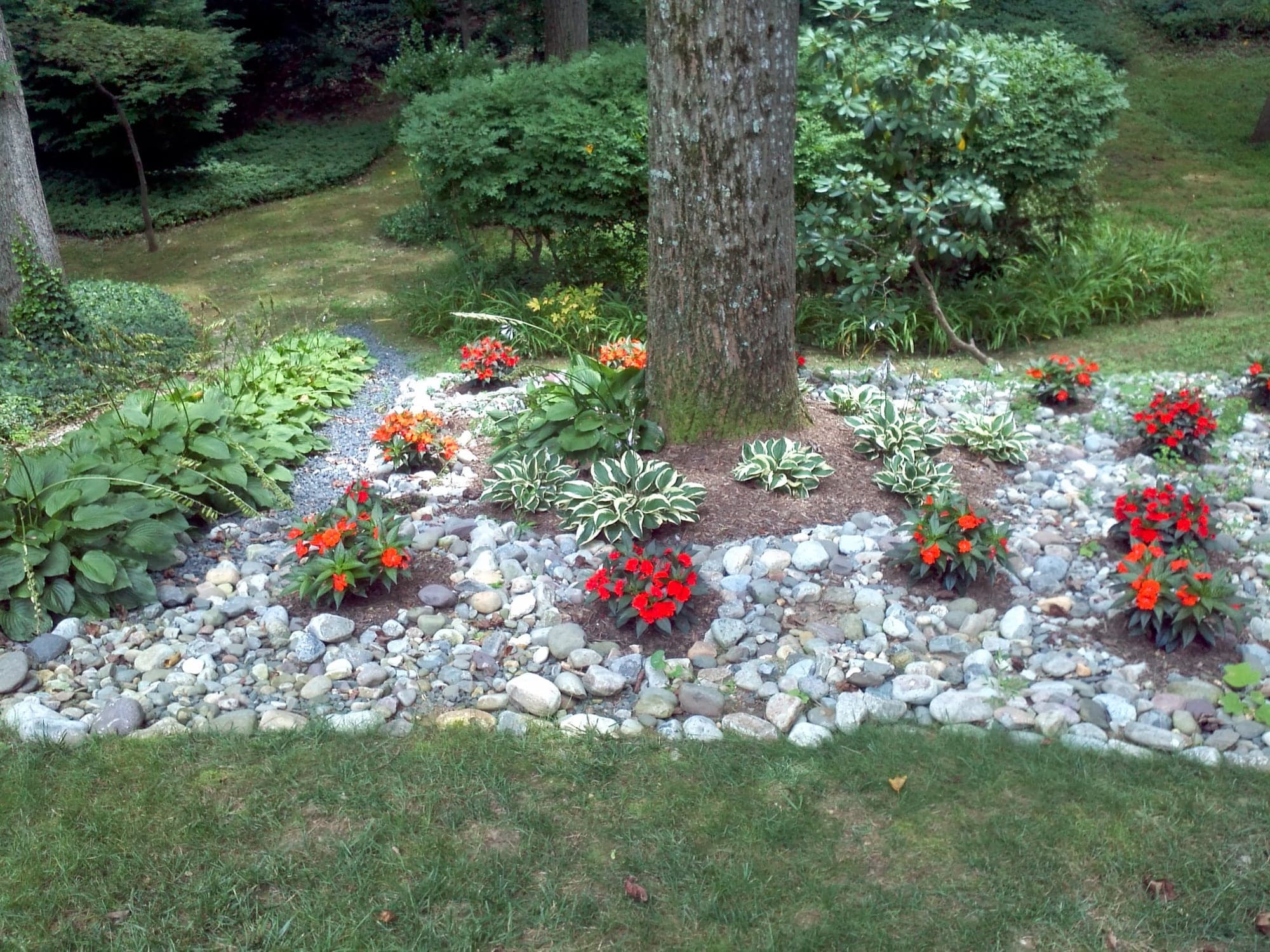 River-rock bed with red flowers and hostas planted around the base of a large tree